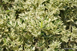 Euonymus japonicus Silver Princess — photo 2